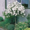 Viorne Boule De Neige Sur Tige 1 Viorne Boule De Neige Sur Tige -France Fournitures De Jardin Soldes 2024 wil 100800 2 1700059466970
