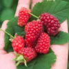 Mûre-framboise Bounty Berry 2 Mûre-framboise Bounty Berry -France Fournitures De Jardin Soldes 2024 wil 101521 3 1706110377874
