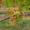 Vigne Muscat Alexandrie -France Fournitures De Jardin Soldes 2024 wil 103195 2