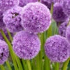 2 Alliums His Excellency 2 2 Alliums His Excellency -France Fournitures De Jardin Soldes 2024 wil 103398 1
