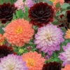 6 Dahlias En Mélange -France Fournitures De Jardin Soldes 2024 wil 103873 2