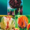Collection De 24 Tulipes Perroquet : Princesse Irene, Black Parrot, Apric 1 Collection De 24 Tulipes Perroquet : Princesse Irene, Black Parrot, Apric -France Fournitures De Jardin Soldes 2024 wil 104010 5