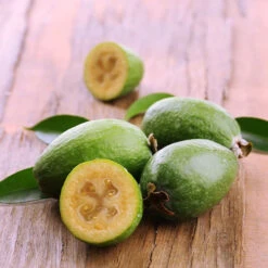 Goyavier Du Bresil 18 Goyavier Du Bresil -France Fournitures De Jardin Soldes 2024 wil 105475 7