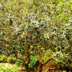 Goyavier Du Bresil 19 Goyavier Du Bresil -France Fournitures De Jardin Soldes 2024 wil 105475 8