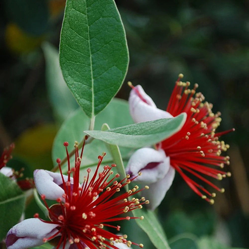 Goyavier Du Bresil 3 Goyavier Du Bresil