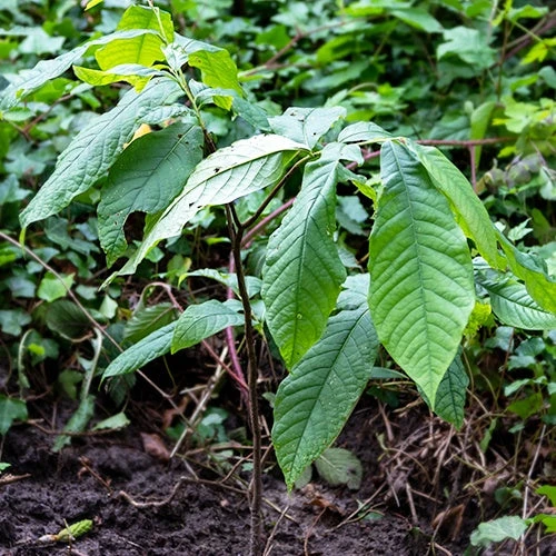 Asiminier Triloba EXTRA 8 Asiminier Triloba EXTRA – Image 6