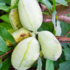 Asiminier Triloba EXTRA 15 Asiminier Triloba EXTRA -France Fournitures De Jardin Soldes 2024 wil 105764 7