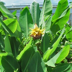 Bananier Nain Chinois 'Lotus D'or' -France Fournitures De Jardin Soldes 2024 wil 105766 6