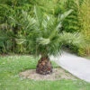 Cocotier Du Chili -France Fournitures De Jardin Soldes 2024 wil 105794 2