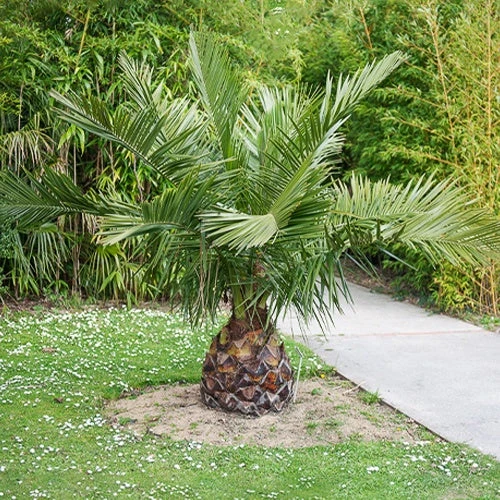 Cocotier Du Chili 3 Cocotier Du Chili