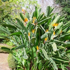 Oiseau Du Paradis Strelitzia -France Fournitures De Jardin Soldes 2024 wil 106879 5 1702998096031