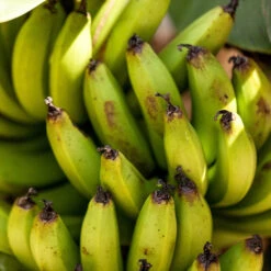 Bananier Nain 'Super Dwarf Cavendish' -France Fournitures De Jardin Soldes 2024 wil 107135 7