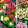 100 Bulbes De Printemps -France Fournitures De Jardin Soldes 2024 wil 112220 1