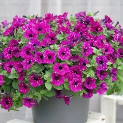 3 Pétunias Royal Sky 9 3 Pétunias Royal Sky -France Fournitures De Jardin Soldes 2024 wil 85651 7