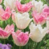 Collection De 20 Tulipes Huis Ten Bosch Et Noordeinde -France Fournitures De Jardin Soldes 2024 wil 89296 3